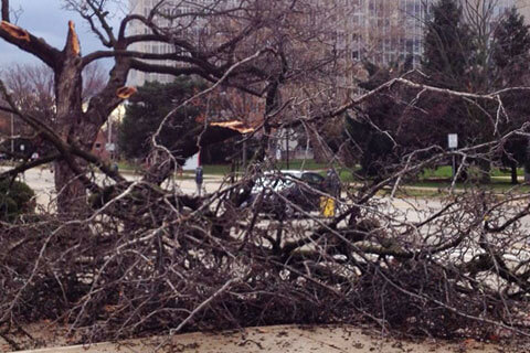 Limbs of a tree lay on the ground after a storm.